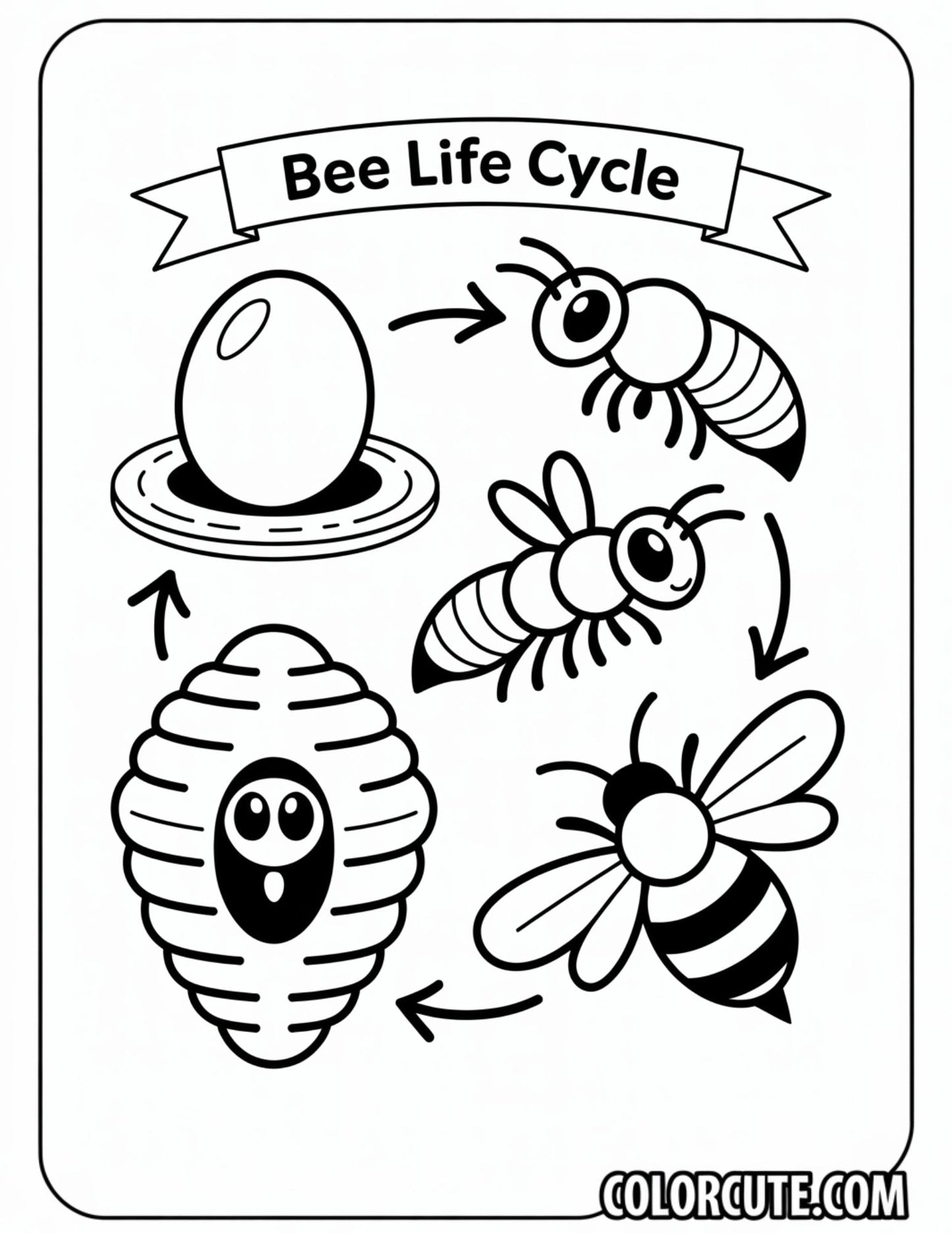 Bee Life Cycle Coloring Page – Free PDF Printables