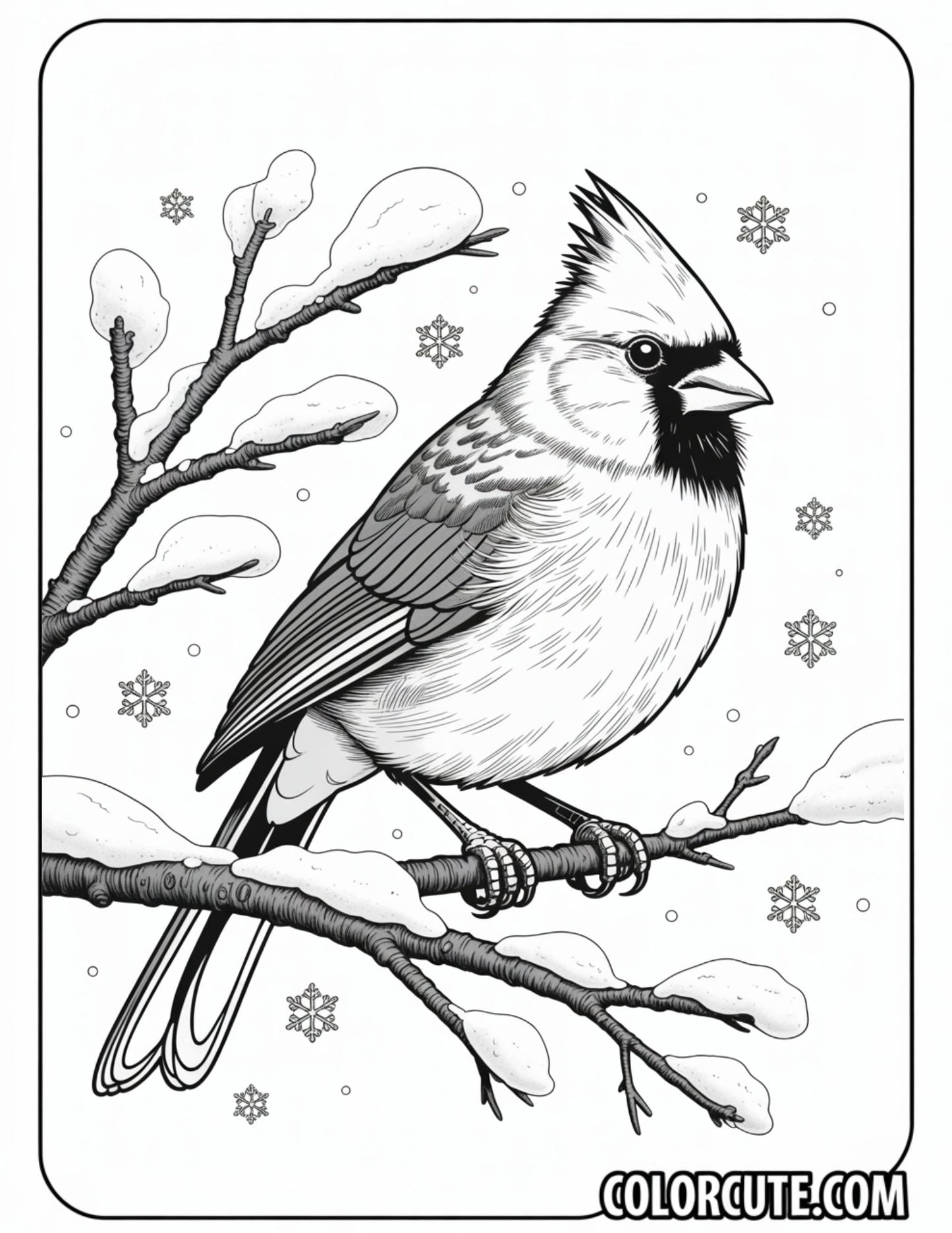 Winter Cardinal Coloring Pages | Free PDF Printables