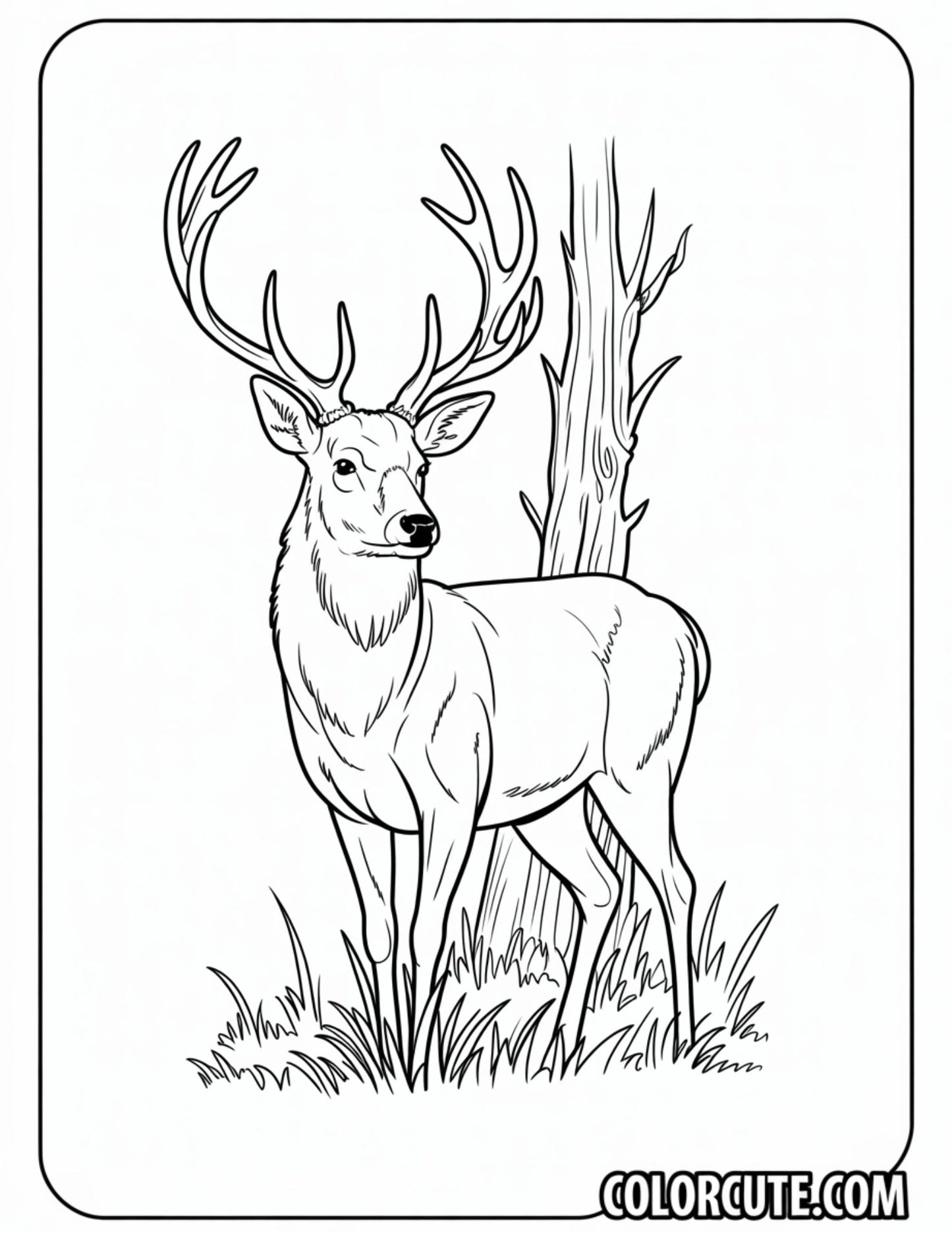 Deer Coloring Pages - Free PDF Printables