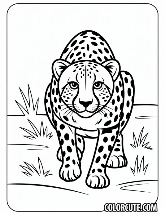Cheetah Hunting Coloring Pages | Free PDF Printables