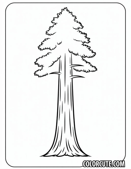 Redwood Tree Coloring Pages - Free PDF Printables